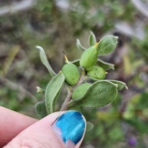 Persoonia rigida at Canberra Central, ACT - 12 Sep 2023