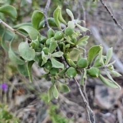 Persoonia rigida at Canberra Central, ACT - suppressed