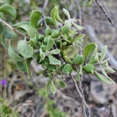 Persoonia rigida at Canberra Central, ACT - 12 Sep 2023