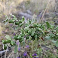 Persoonia rigida at Canberra Central, ACT - suppressed