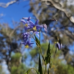 Stypandra glauca (Nodding Blue Lily) at Black Mountain - 12 Sep 2023 by Csteele4
