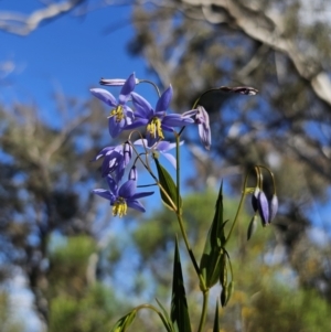 Stypandra glauca at Canberra Central, ACT - 12 Sep 2023