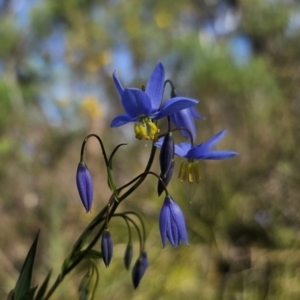 Stypandra glauca at Canberra Central, ACT - 12 Sep 2023