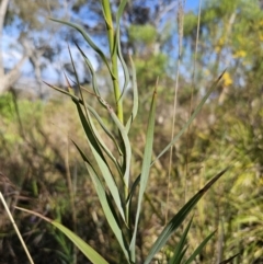 Stypandra glauca at Canberra Central, ACT - 12 Sep 2023