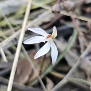 Caladenia fuscata at Canberra Central, ACT - 12 Sep 2023