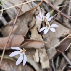 Caladenia fuscata at Canberra Central, ACT - 12 Sep 2023