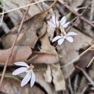 Caladenia fuscata at Canberra Central, ACT - suppressed