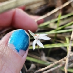 Caladenia fuscata at Canberra Central, ACT - 12 Sep 2023