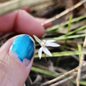 Caladenia fuscata at Canberra Central, ACT - 12 Sep 2023