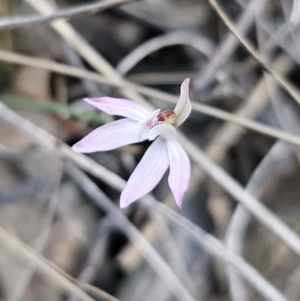 Caladenia fuscata at Canberra Central, ACT - suppressed