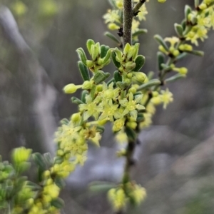 Phyllanthus occidentalis at Canberra Central, ACT - 12 Sep 2023