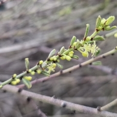 Phyllanthus occidentalis at Canberra Central, ACT - 12 Sep 2023