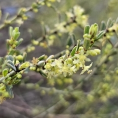 Phyllanthus occidentalis at Canberra Central, ACT - 12 Sep 2023