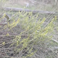 Phyllanthus occidentalis at Canberra Central, ACT - 12 Sep 2023