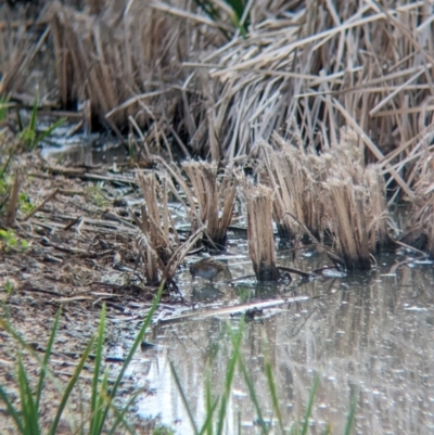 Zapornia pusilla (Baillon's Crake) at Leeton, NSW - 7 Sep 2023 by Darcy