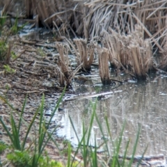 Zapornia pusilla at Leeton, NSW - 8 Sep 2023 09:40 AM