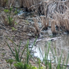 Zapornia pusilla at Leeton, NSW - 8 Sep 2023 09:40 AM