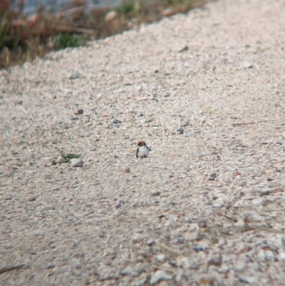 Petrochelidon ariel (Fairy Martin) at Leeton, NSW - 8 Sep 2023 by Darcy