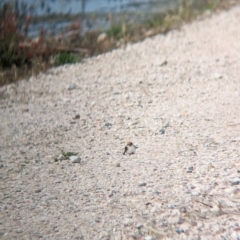 Petrochelidon ariel at Leeton, NSW - 8 Sep 2023 09:55 AM