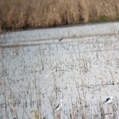 Himantopus leucocephalus at Leeton, NSW - 8 Sep 2023 10:02 AM