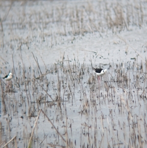 Himantopus leucocephalus at Leeton, NSW - 8 Sep 2023