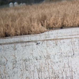 Chlidonias hybrida at Leeton, NSW - 8 Sep 2023 10:01 AM