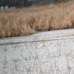 Chlidonias hybrida at Leeton, NSW - 8 Sep 2023 10:01 AM