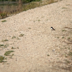 Rhipidura leucophrys (Willie Wagtail) at Leeton, NSW - 8 Sep 2023 by Darcy