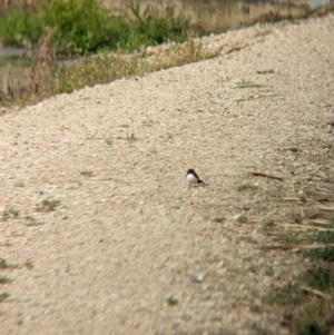 Rhipidura leucophrys at Leeton, NSW - 8 Sep 2023 10:02 AM