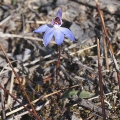 Cyanicula caerulea (Blue Fingers, Blue Fairies) at Canberra Central, ACT - 12 Sep 2023 by Rheardy