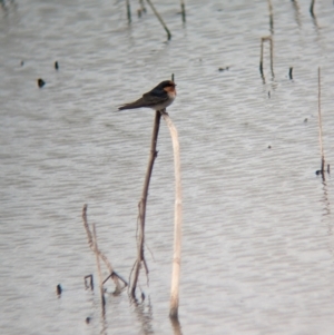 Hirundo neoxena at Leeton, NSW - 8 Sep 2023