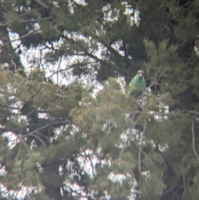 Barnardius zonarius (Australian Ringneck) at Leeton, NSW - 8 Sep 2023 by Darcy