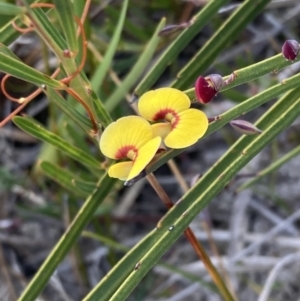 Bossiaea ensata at Mallacoota, VIC - 12 Sep 2023