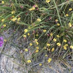 Bossiaea ensata at Mallacoota, VIC - 12 Sep 2023