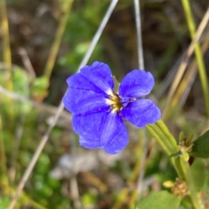 Dampiera stricta at Wingan River, VIC - 12 Sep 2023 11:57 AM