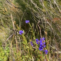 Dampiera stricta at Wingan River, VIC - 12 Sep 2023