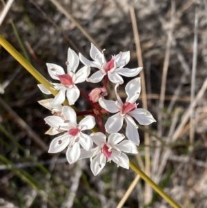 Burchardia umbellata at Mallacoota, VIC - 12 Sep 2023