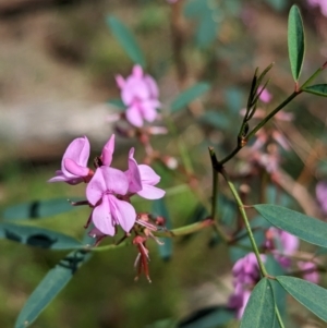 Indigofera australis subsp. australis at Yenda, NSW - 8 Sep 2023 12:59 PM