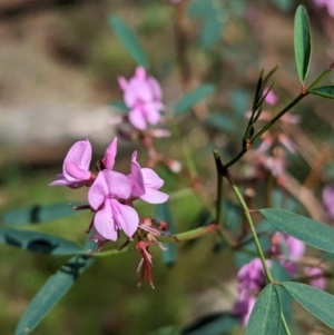Indigofera australis subsp. australis at Yenda, NSW - 8 Sep 2023