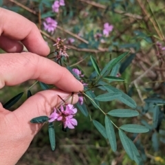 Indigofera australis subsp. australis at Yenda, NSW - 8 Sep 2023 12:59 PM