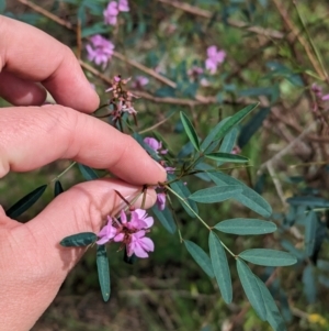 Indigofera australis subsp. australis at Yenda, NSW - 8 Sep 2023 12:59 PM