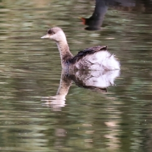 Poliocephalus poliocephalus at Splitters Creek, NSW - 10 Sep 2023 10:32 AM