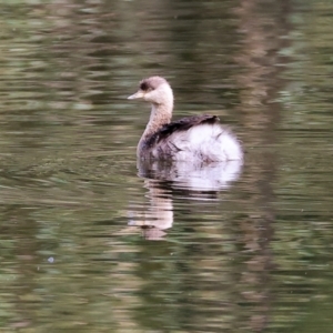 Poliocephalus poliocephalus at Splitters Creek, NSW - 10 Sep 2023