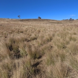 Poa sp. at Dry Plain, NSW - 19 May 2023