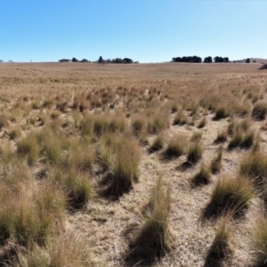 Poa sp. at Dry Plain, NSW - 19 May 2023