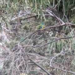 Neophema pulchella (Turquoise Parrot) at Binya, NSW - 8 Sep 2023 by Darcy
