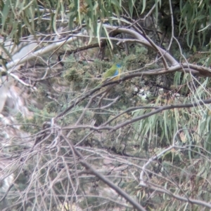 Neophema pulchella at Binya, NSW - 8 Sep 2023