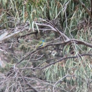 Neophema pulchella at Binya, NSW - 8 Sep 2023