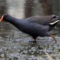 Gallinula tenebrosa (Dusky Moorhen) at Wonga Wetlands - 10 Sep 2023 by KylieWaldon