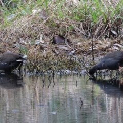 Gallinula tenebrosa at Splitters Creek, NSW - 10 Sep 2023 10:37 AM